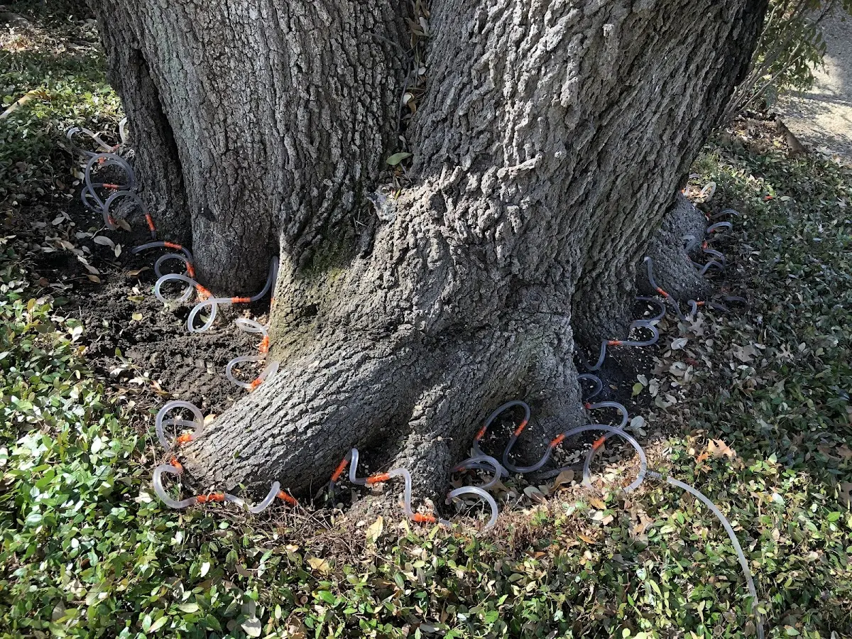 Detailed Tree Cabling and Bracing job site in Higgins Lake
