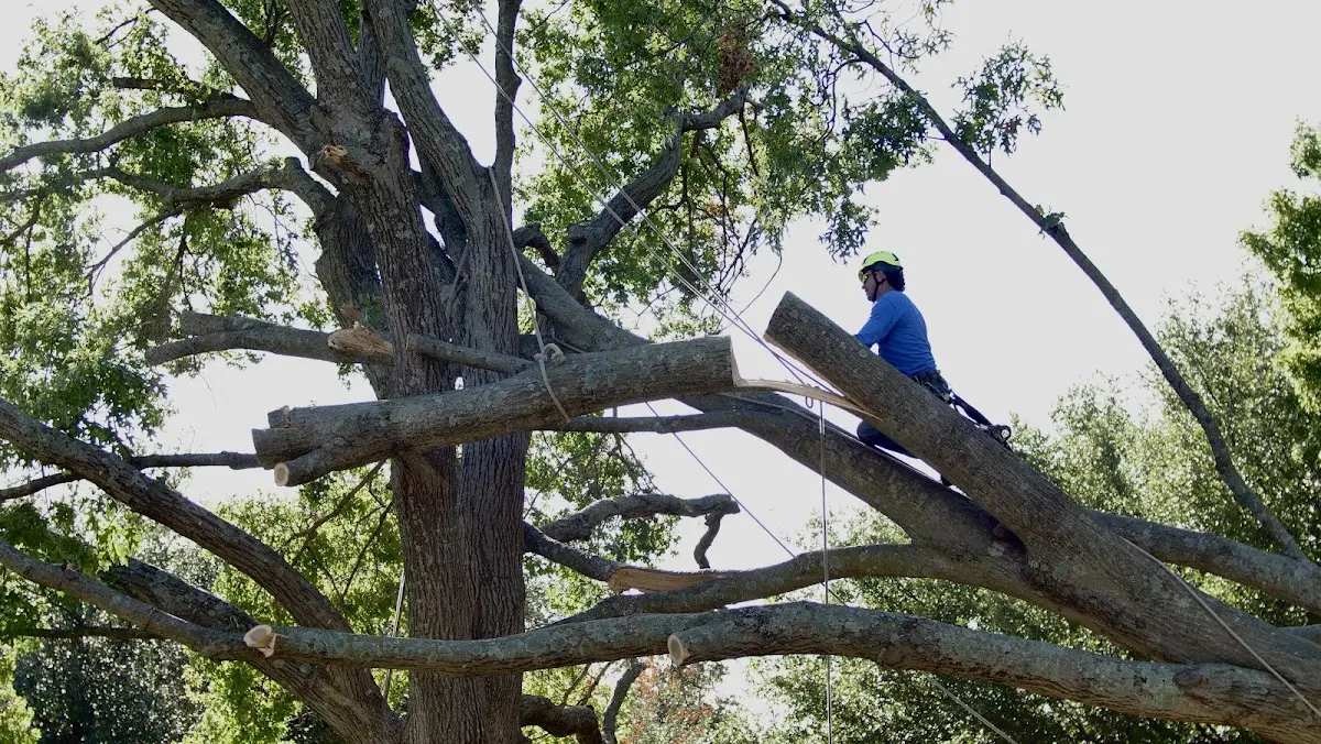 Professional Crown Thinning performed by certified arborists in Higgins Lake