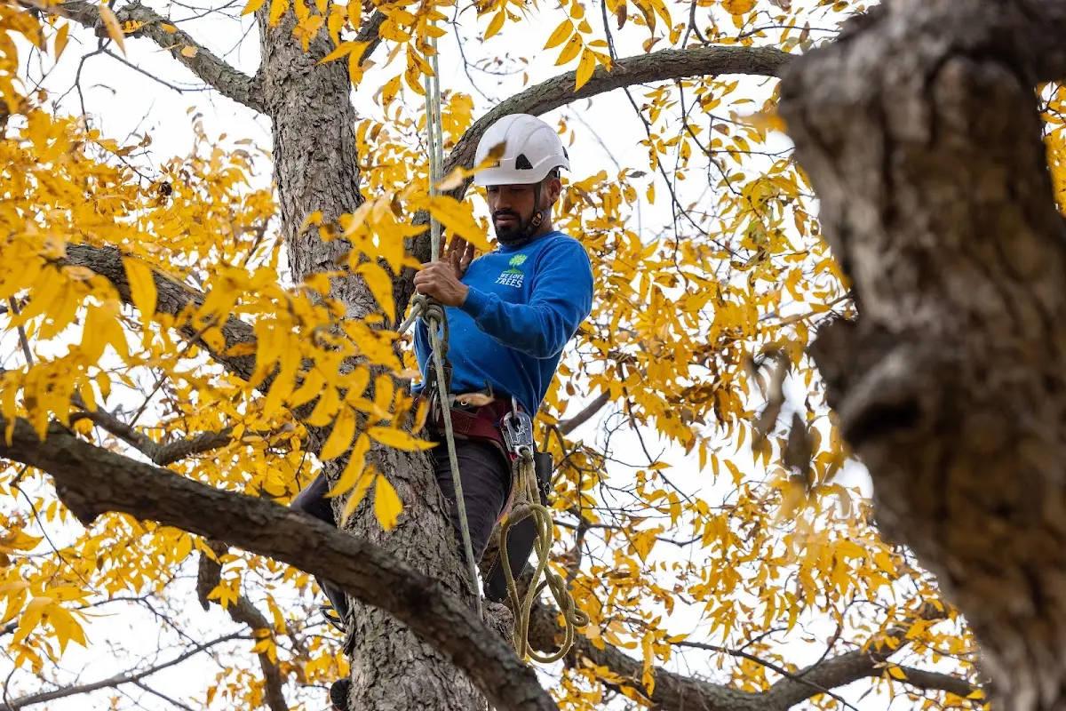 Skilled Storm Damage Cleanup crew working in Higgins Lake